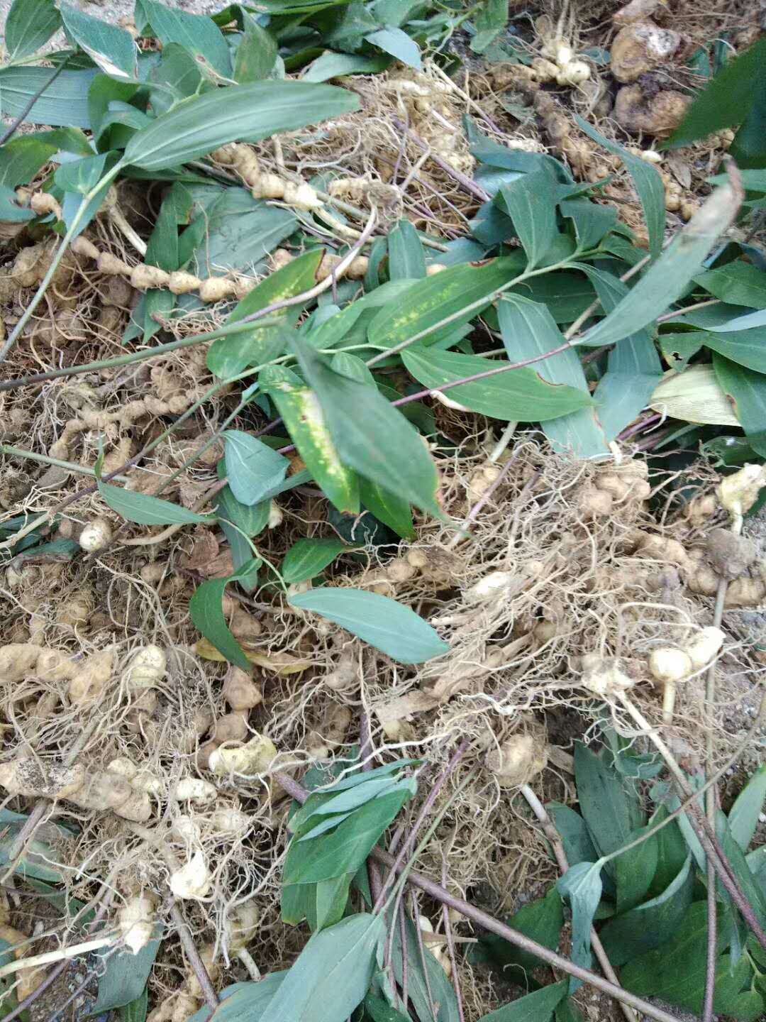 種植白芨種子_白芨種植方法_白芨種植政策